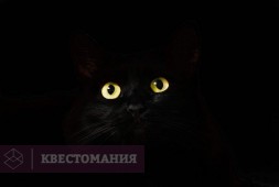 С котами нельзя