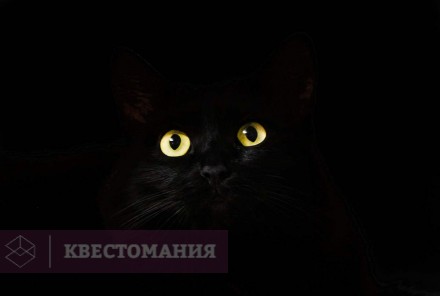 Городской квест С котами нельзя