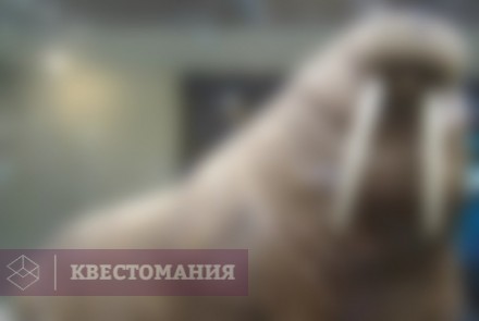 Городской квест Секреты Дарвиновского музея: что, где, когда?